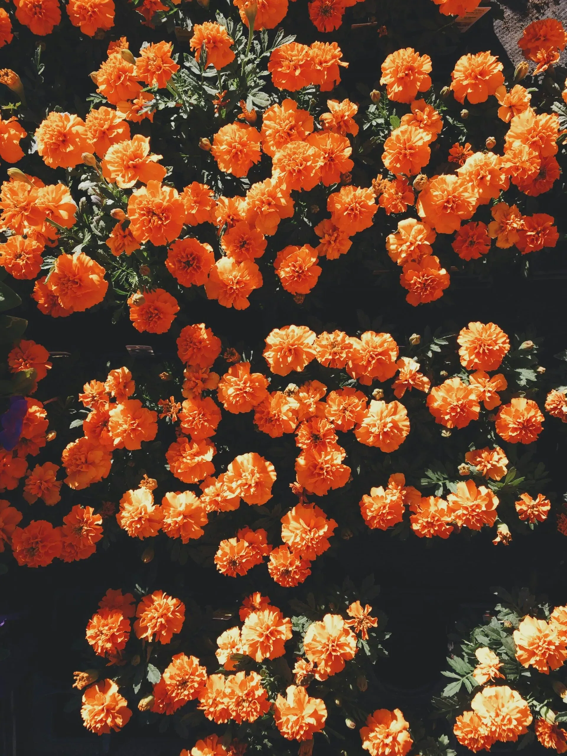 Champ de fleurs d'œillets d'Inde orange vus du dessus sous une douce lumière.